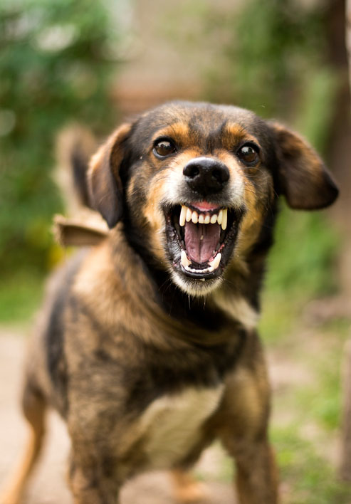 New Role Identified for Hormones in Dog Aggression - Merck Veterinary