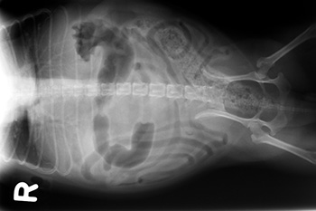 Veterinary Practice News Reveals Winners of Radiograph Contest - Merck